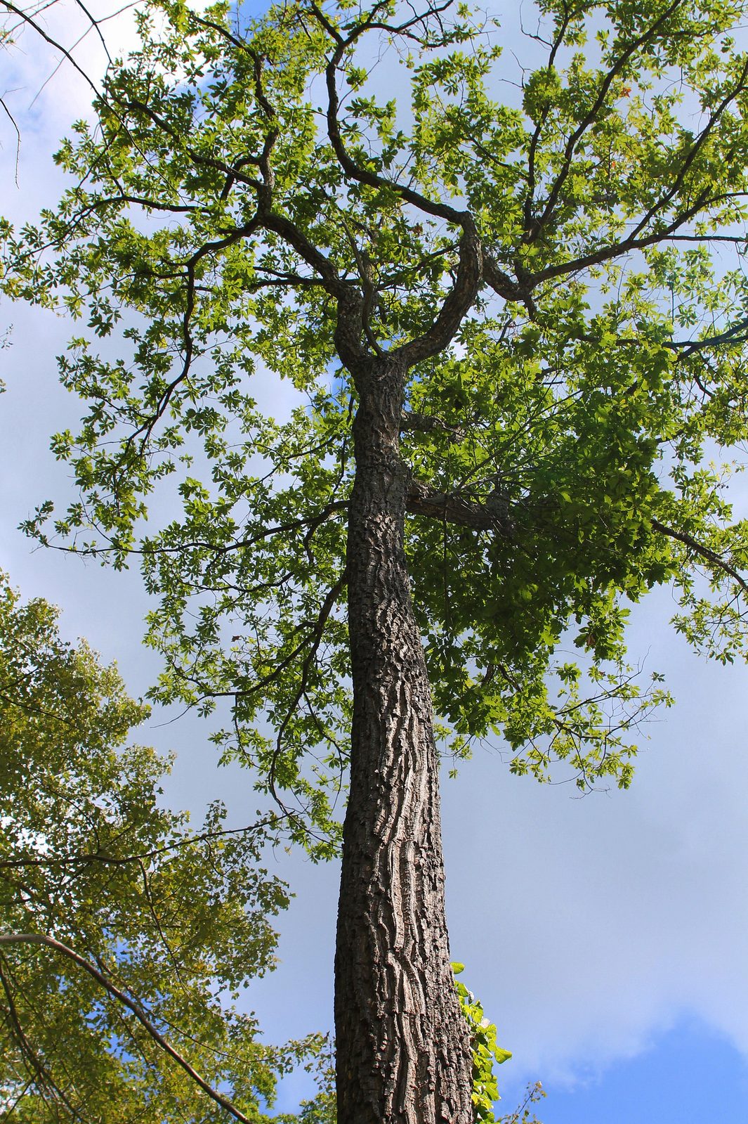 Chestnut Oak (Quercus montana) plant