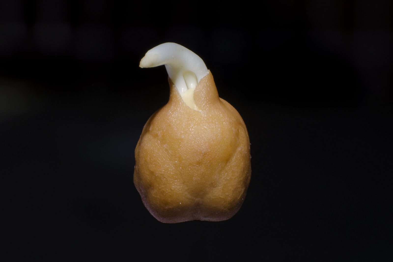 Chick Pea (Cicer arietinum) plant