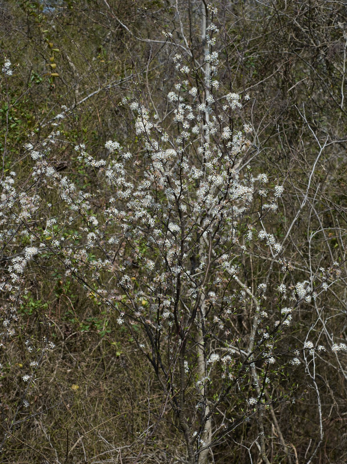 Chickasaw Plum (Prunus angustifolia) plant