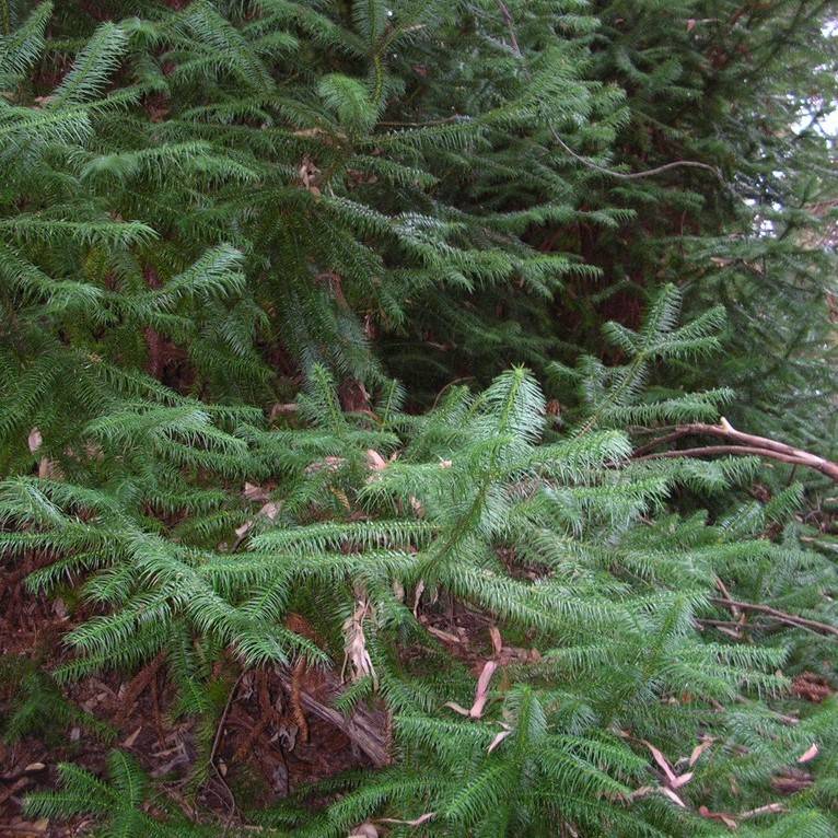 China-fir (Cunninghamia lanceolata) plant — close-up photo