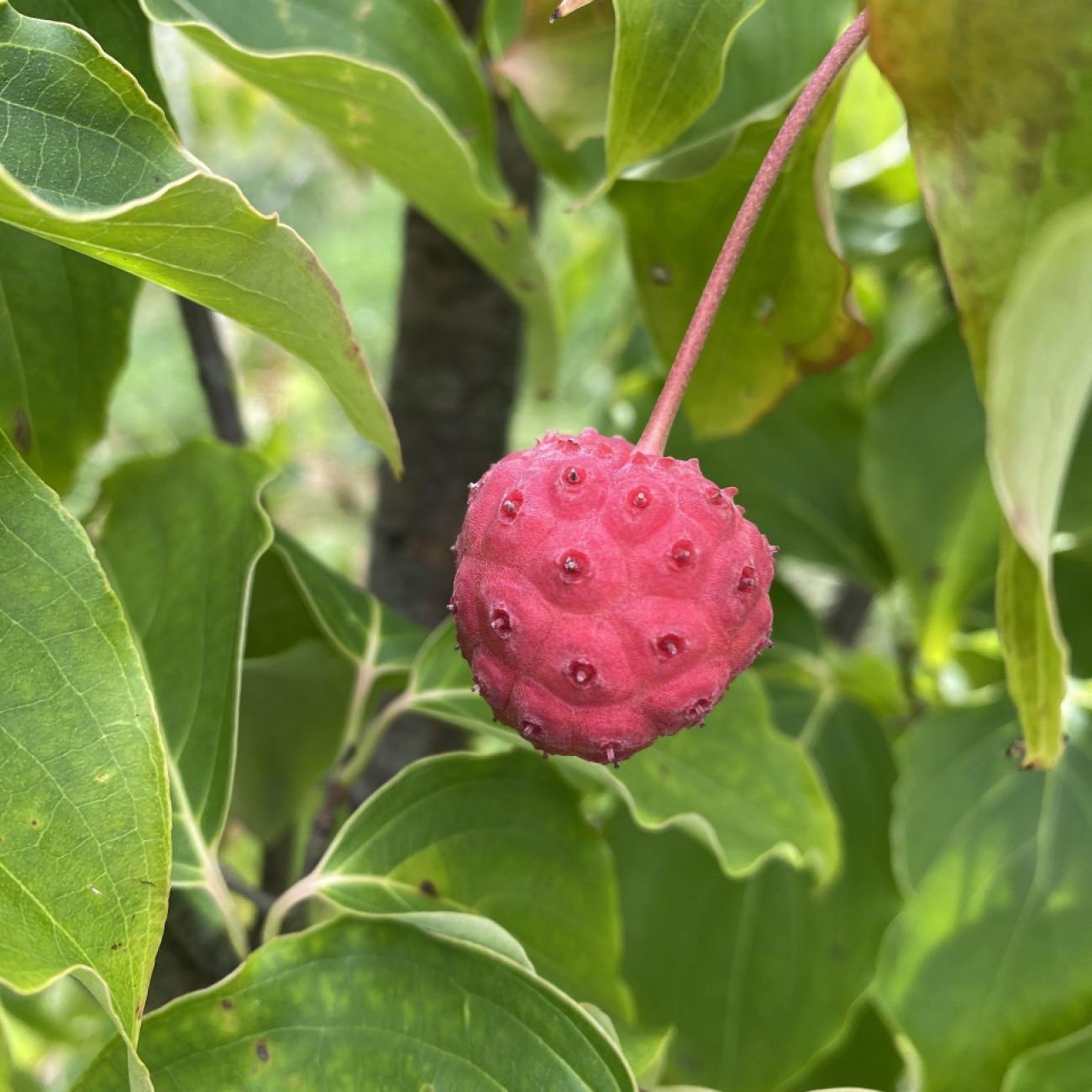 China Girl Chinese Dogwood (Cornus kousa 'China Girl') plant — close-up photo
