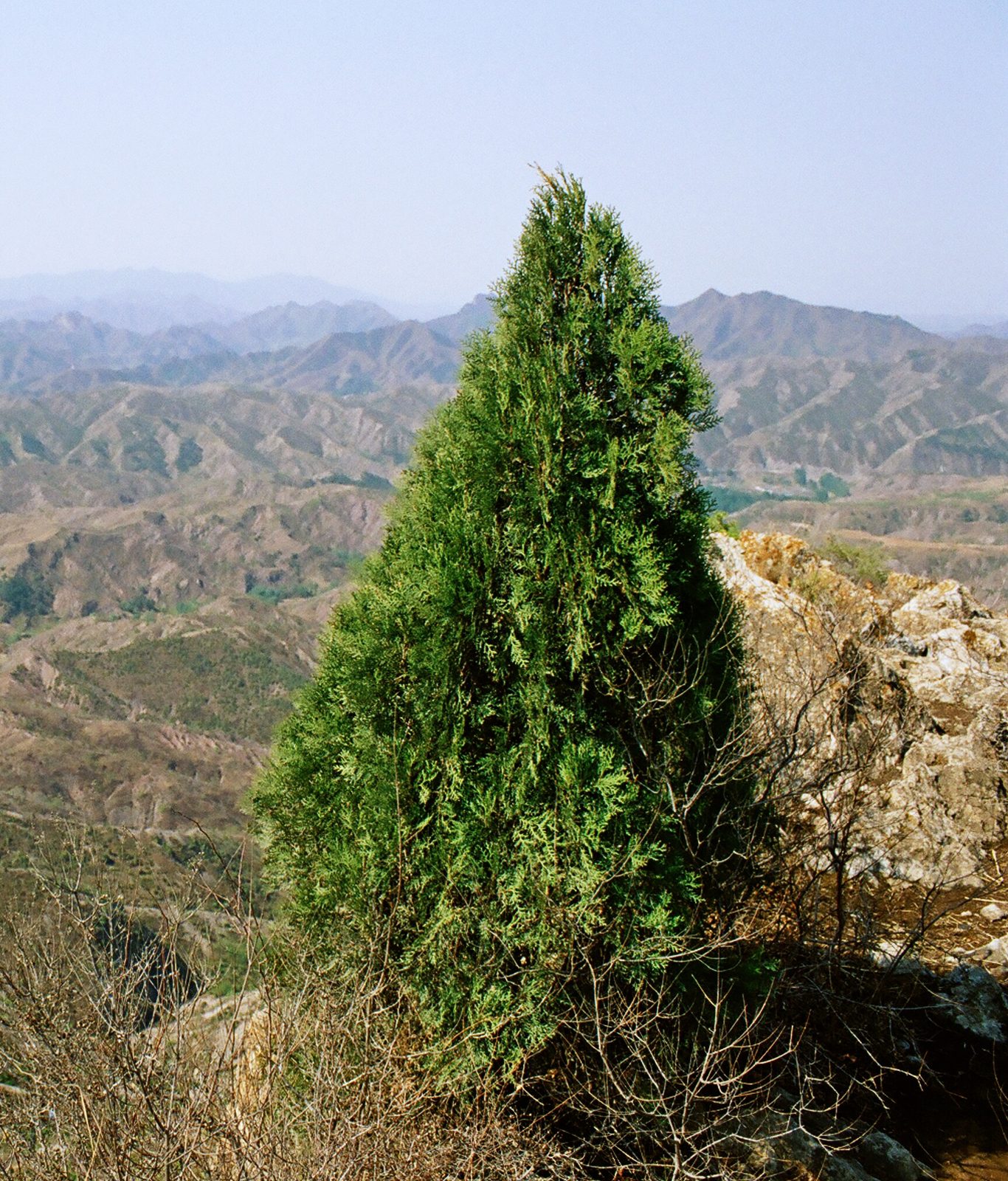 Chinese Arborvitae (Platycladus orientalis) plant