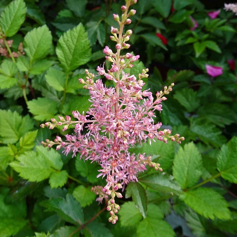 Chinese astilbe (Astilbe chinensis 'Purpurkerze' PURPLE CANDLE) plant — close-up photo