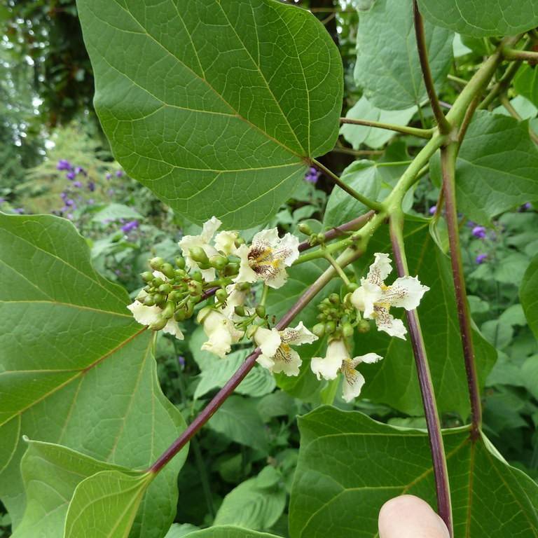 Chinese catalpa (Catalpa ovata) plant — close-up photo