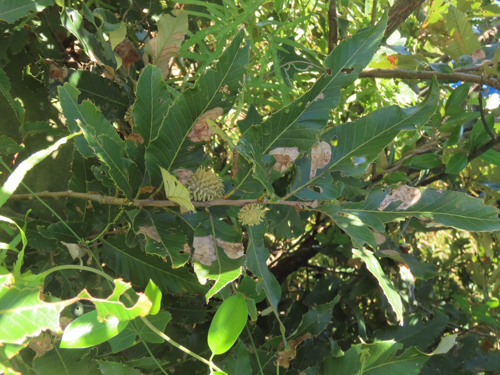 Chinese Cork Oak (Quercus variabilis) plant