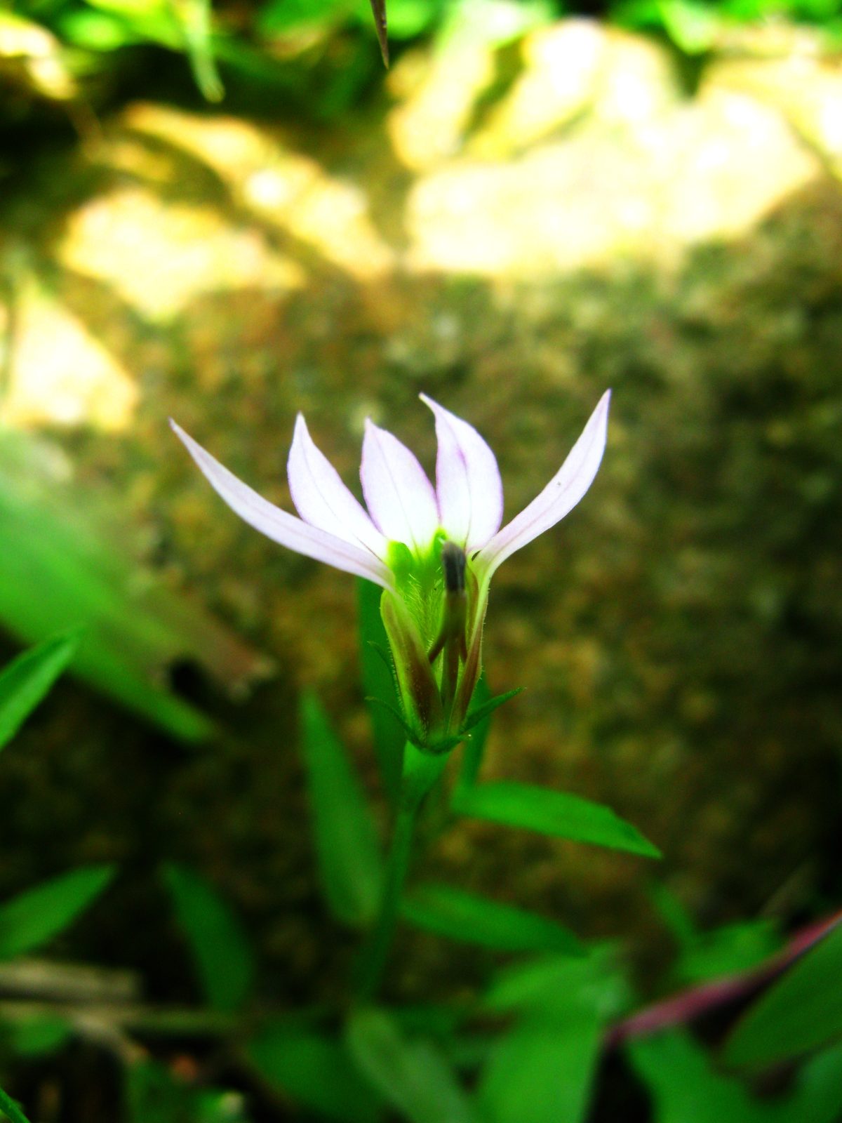 Chinese Creeping Lobelia (Lobelia chinensis) plant