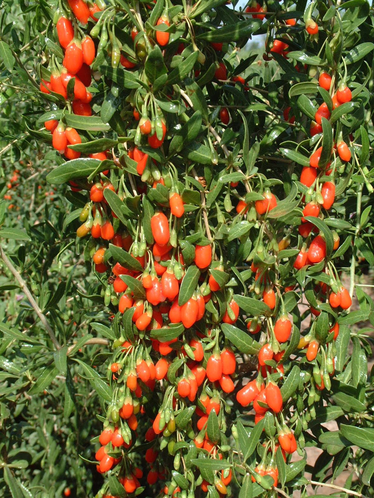 Chinese Desert Thorn (Lycium barbarum) plant