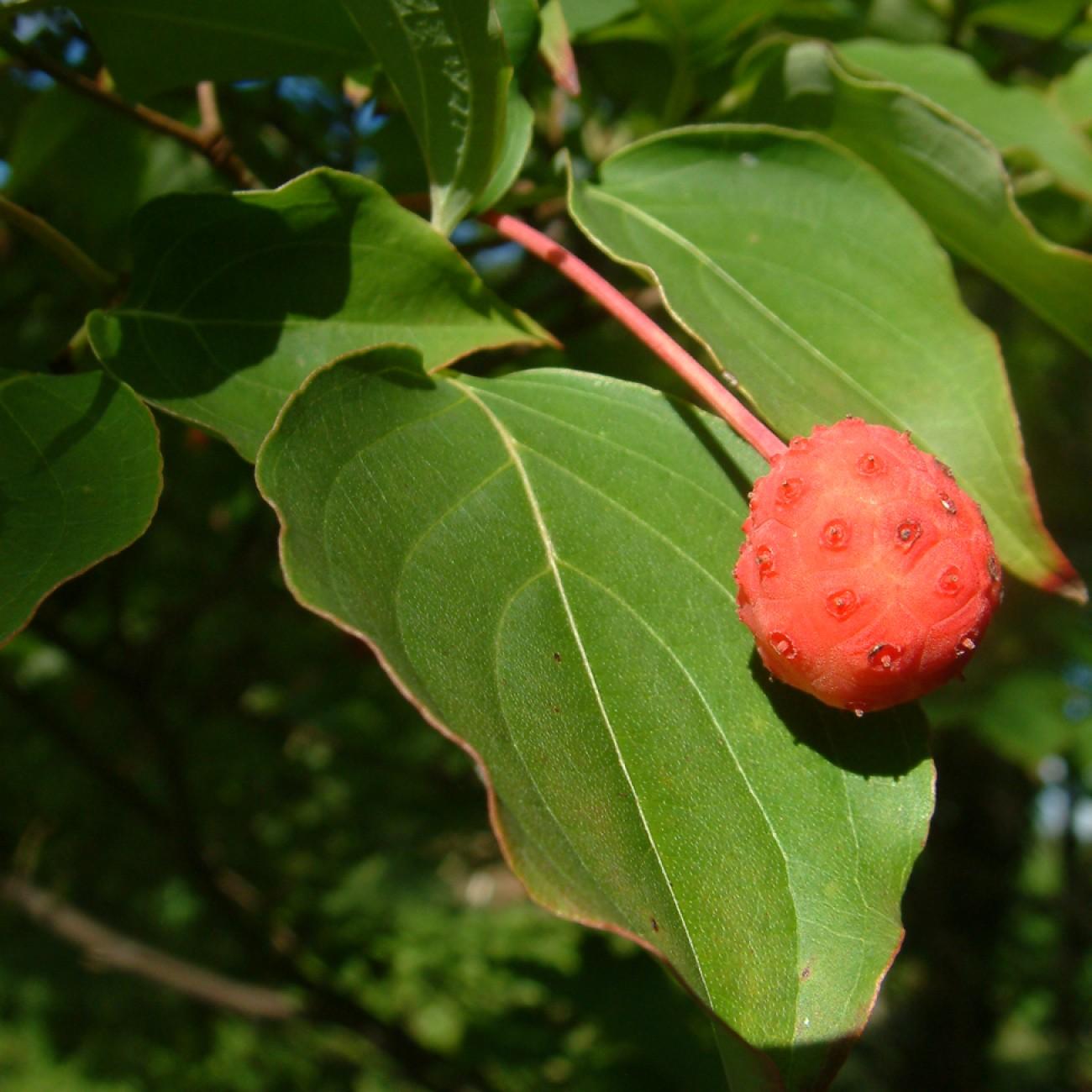Chinese dogwood (Cornus kousa var. chinensis) plant — close-up photo