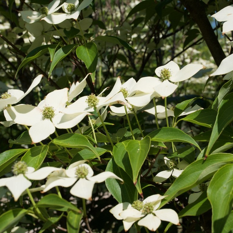 Chinese dogwood (Cornus kousa var. chinensis 'Milky Way') plant — close-up photo
