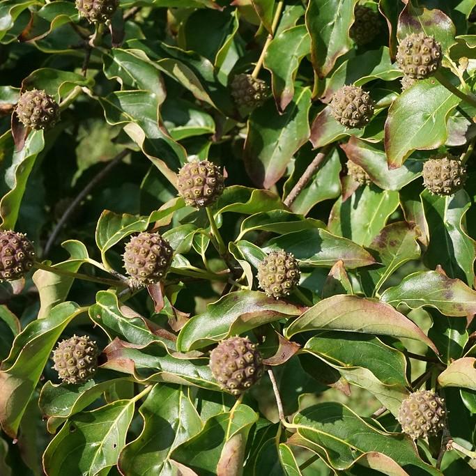 Chinese Dogwood (Cornus kousa 'var. chinensis') plant — close-up photo