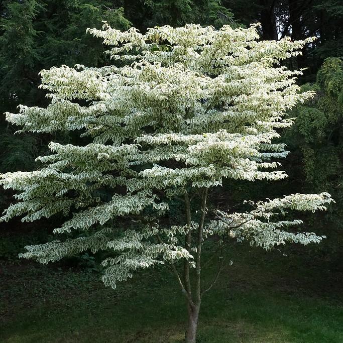 Chinese Dogwood (Cornus kousa) plant — close-up photo