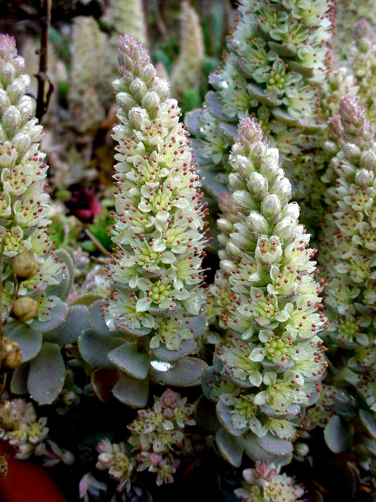 Chinese Dunce Cap (Orostachys iwarenge) plant
