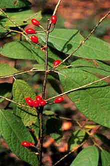 Chinese Evergreen Spicebush (Lindera communis) plant
