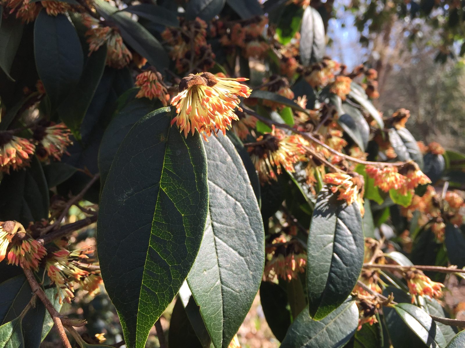 Chinese Fighazel (Sycopsis sinensis) plant