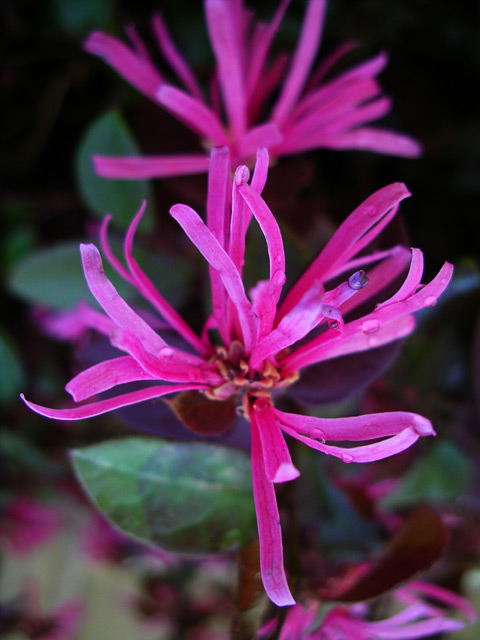 Chinese Fringe Flower (Loropetalum chinense) plant