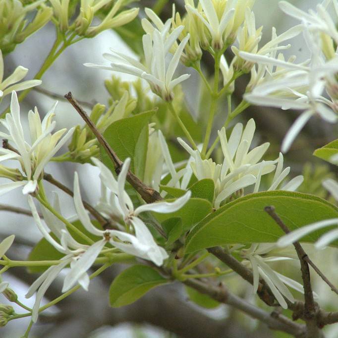 Chinese fringe tree (Chionanthus retusus 'Tokyo Tower') plant — close-up photo