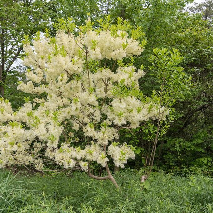Chinese Fringetree (Chionanthus retusus) plant — close-up photo