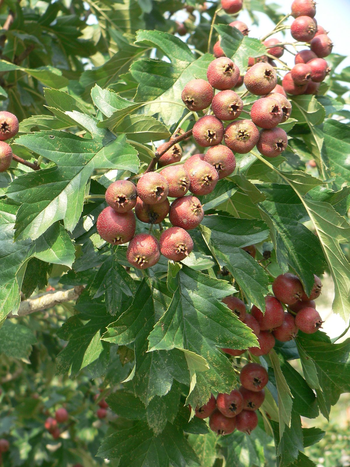 Chinese Hawthorn (Crataegus pinnatifida) plant