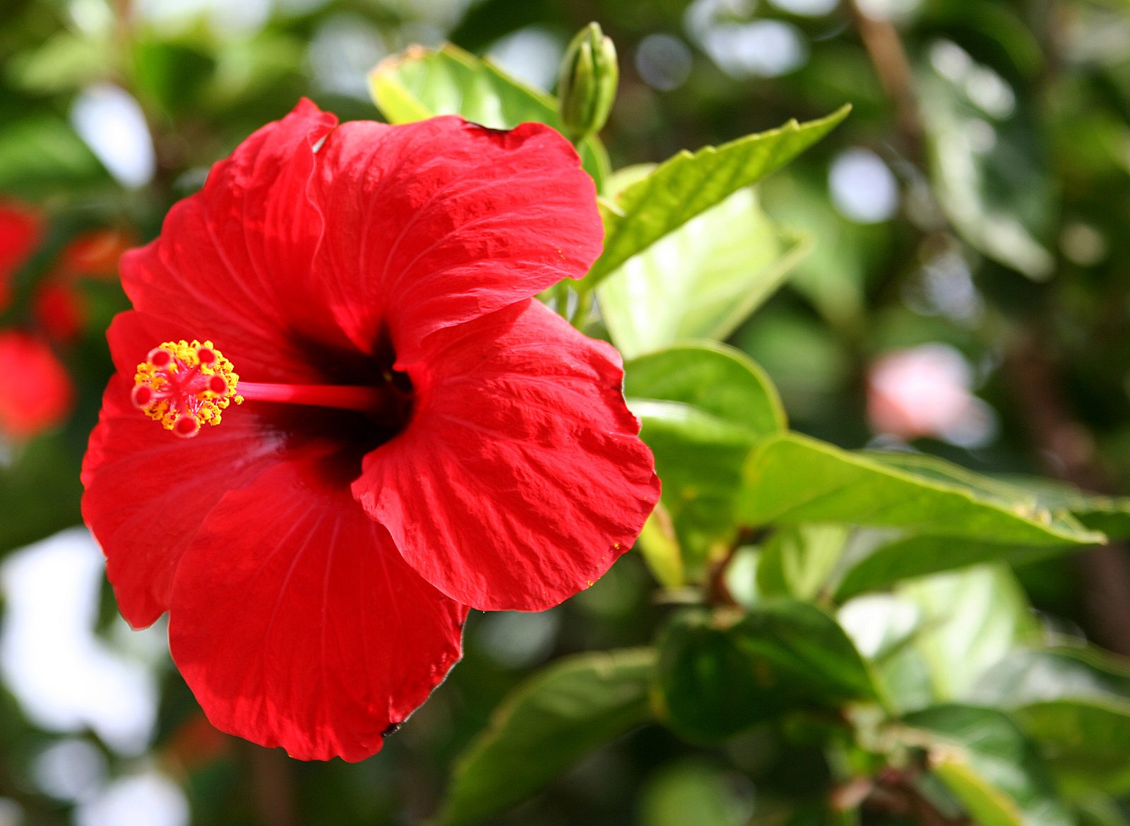 Chinese Hibiscus (Hibiscus rosa-sinensis) plant