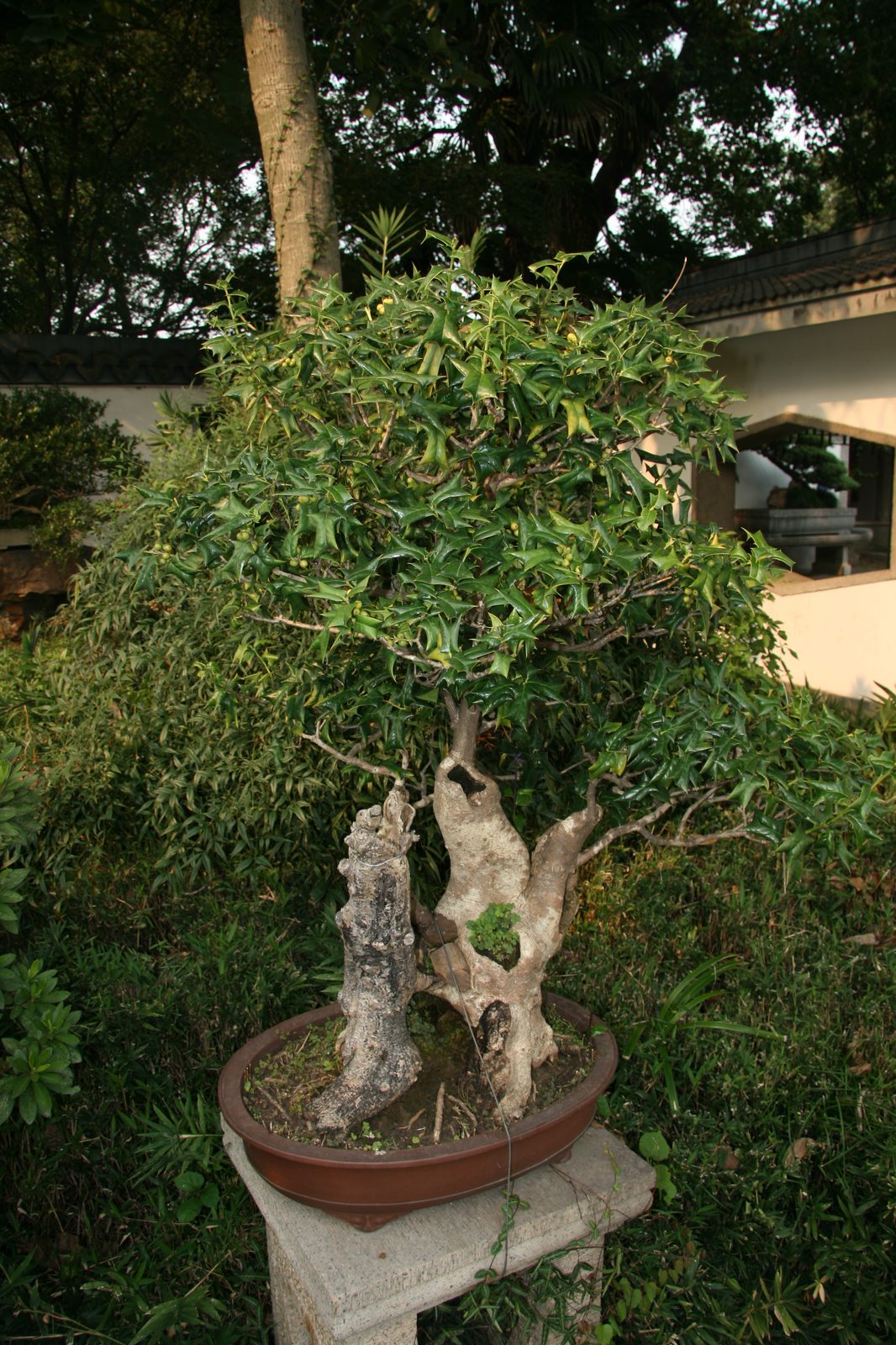 Chinese Holly (Ilex cornuta) plant