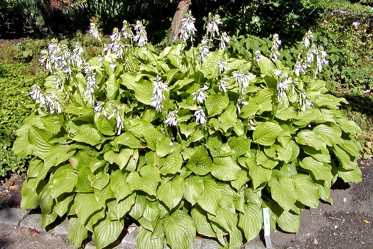 Chinese Hosta (Hosta plantaginea) plant