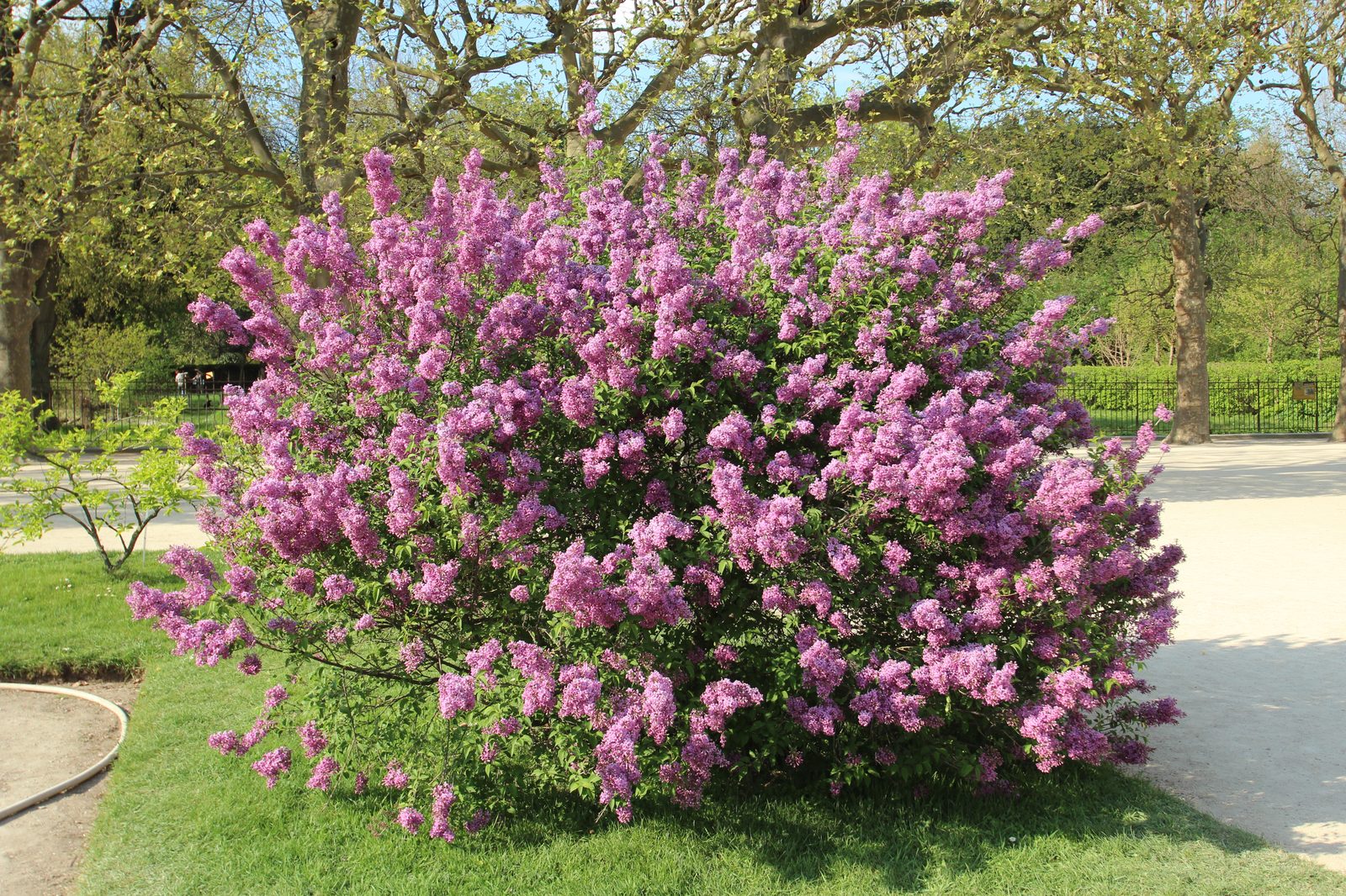 Chinese Lilac (Syringa × chinensis) plant