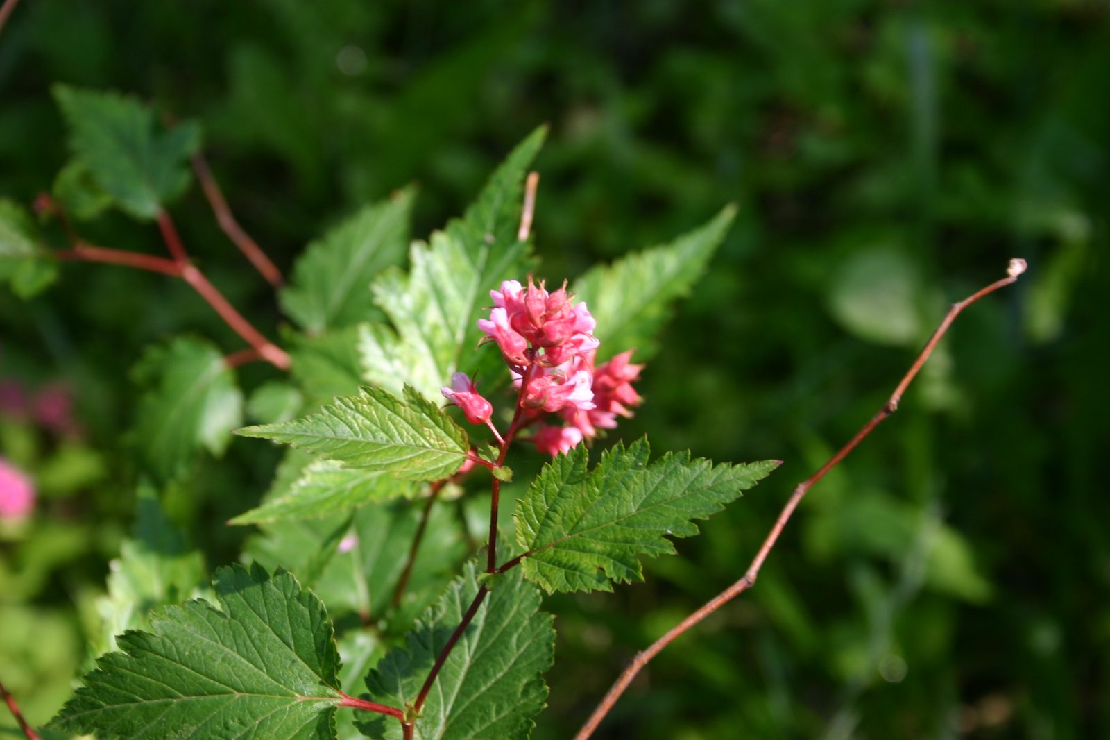 Chinese Neillia (Neillia sinensis) plant