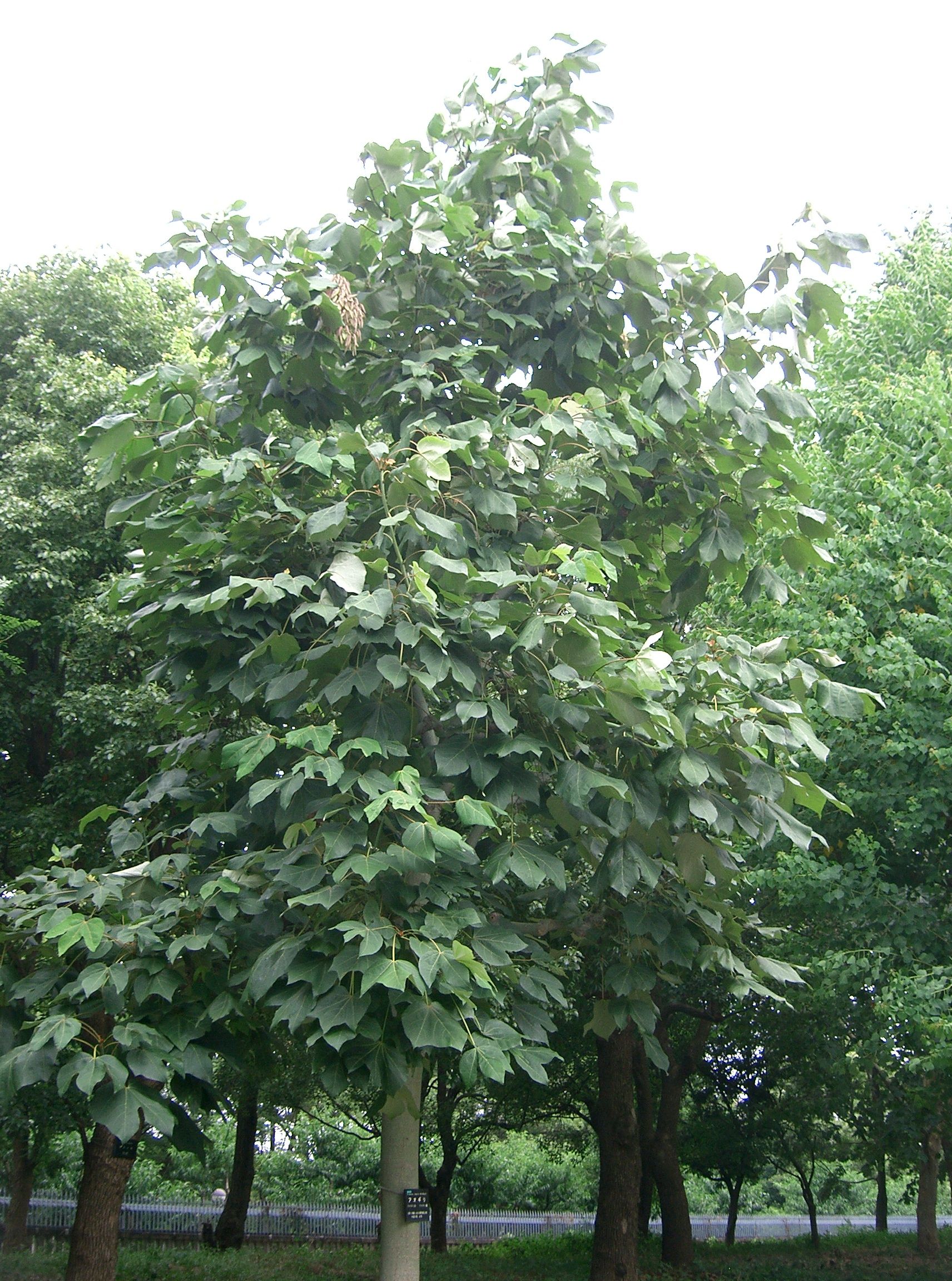 Chinese Parasol (Firmiana simplex) plant