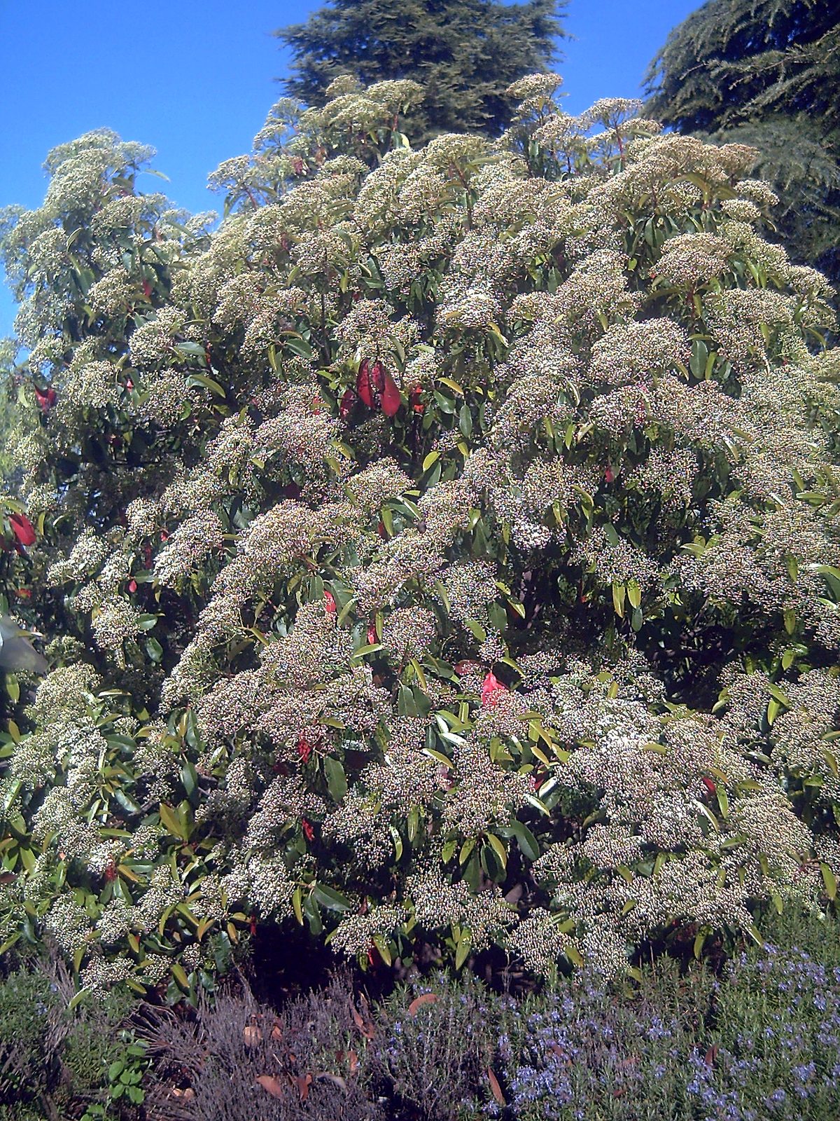 Chinese Photinia (Photinia serratifolia) plant