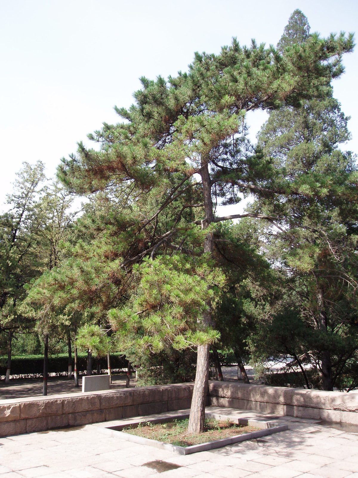 Chinese Pine (Pinus tabuliformis) plant