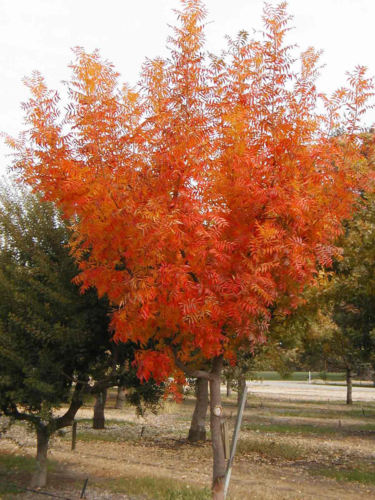 Chinese Pistache (Pistacia chinensis) plant