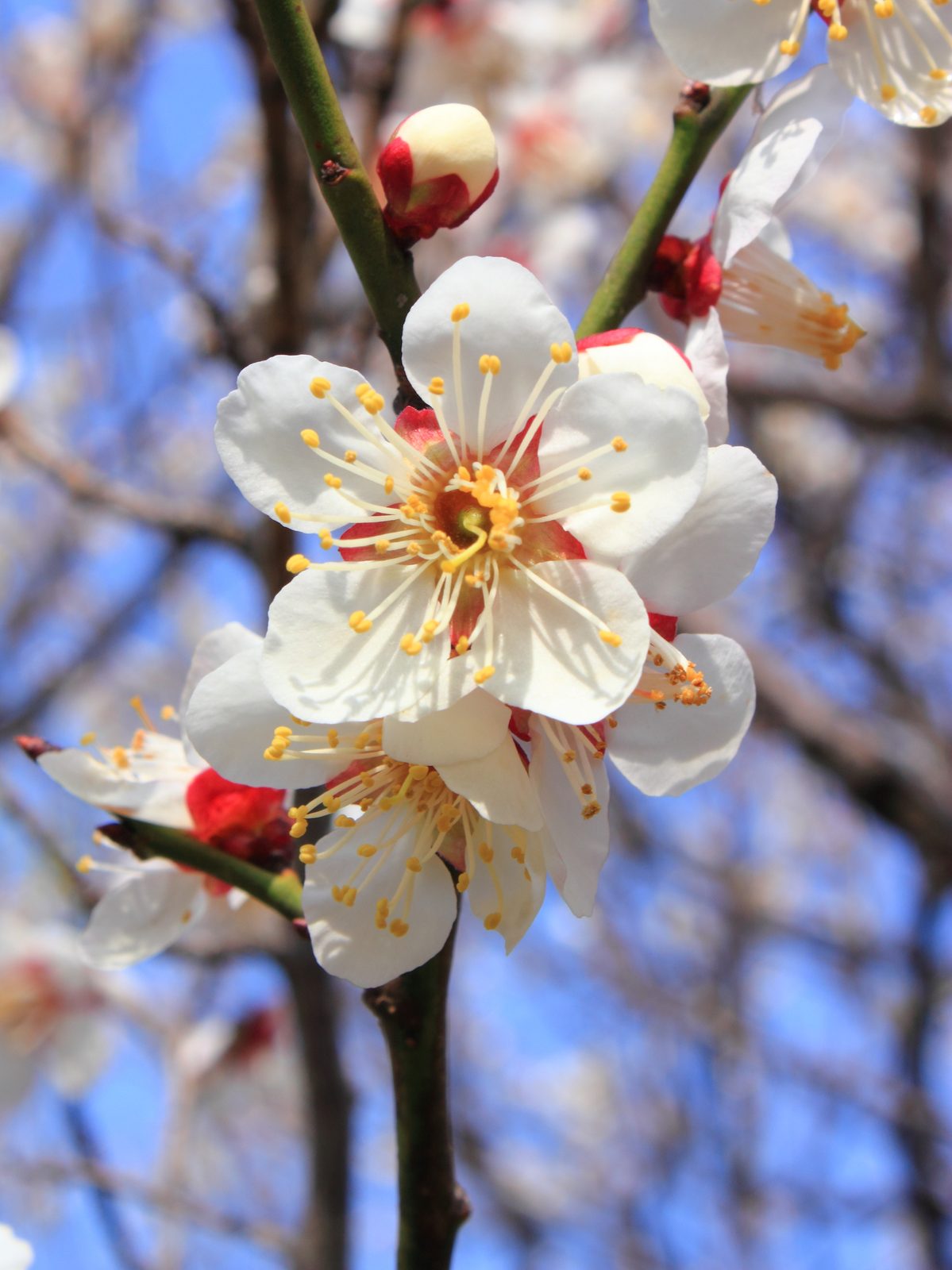 Chinese Plum (Prunus mume) plant