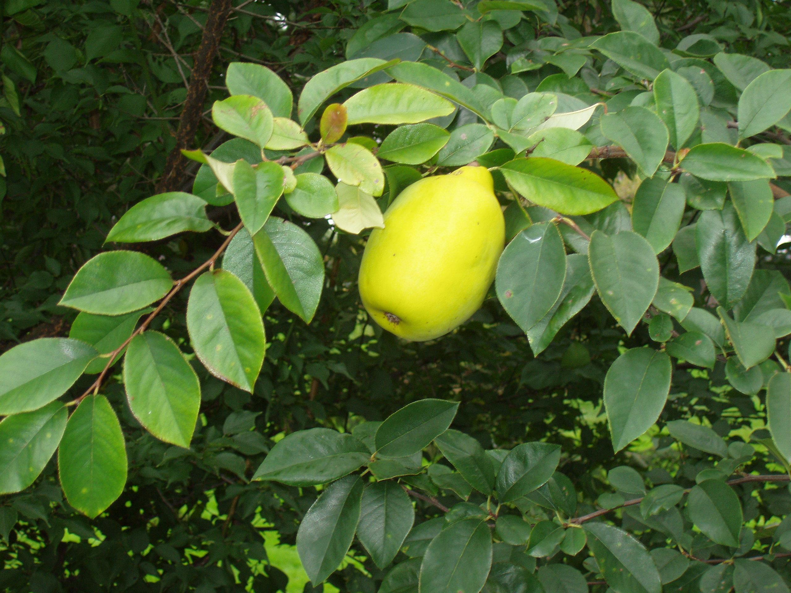 Chinese Quince (Pseudocydonia sinensis) plant