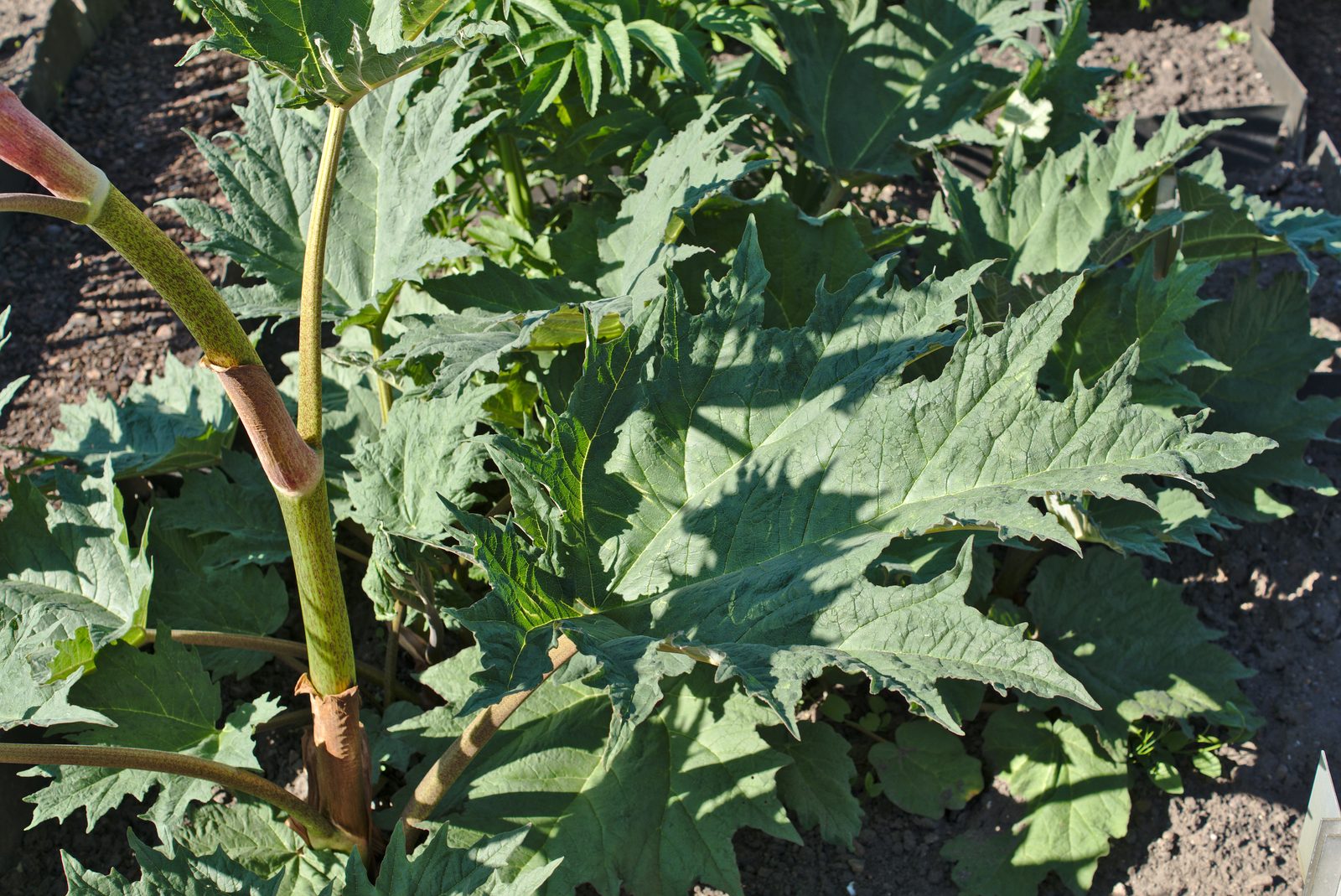 Chinese Rhubarb (Rheum palmatum) plant — close-up photo
