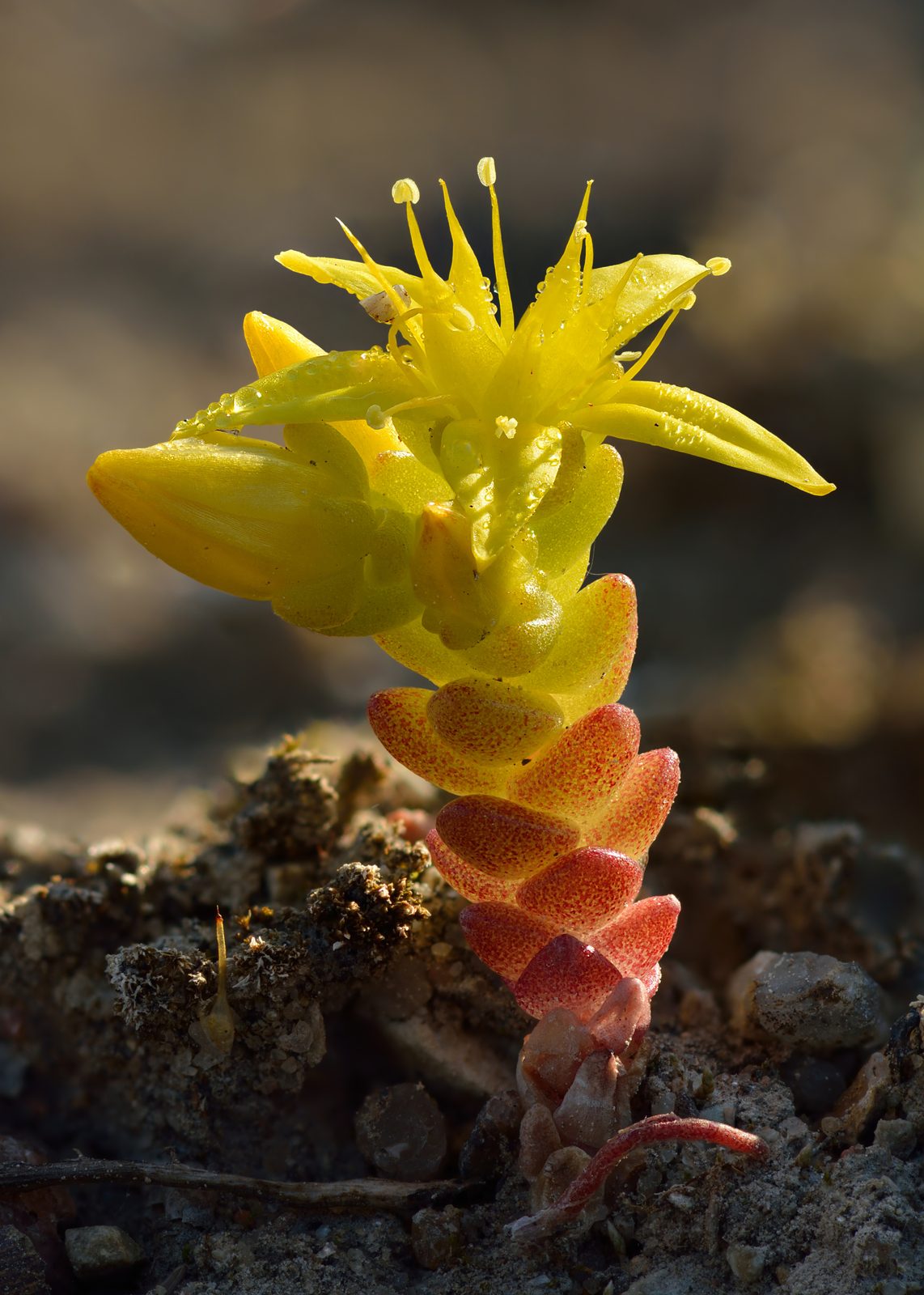 Chinese Sedum (Sedum tetractinum) plant