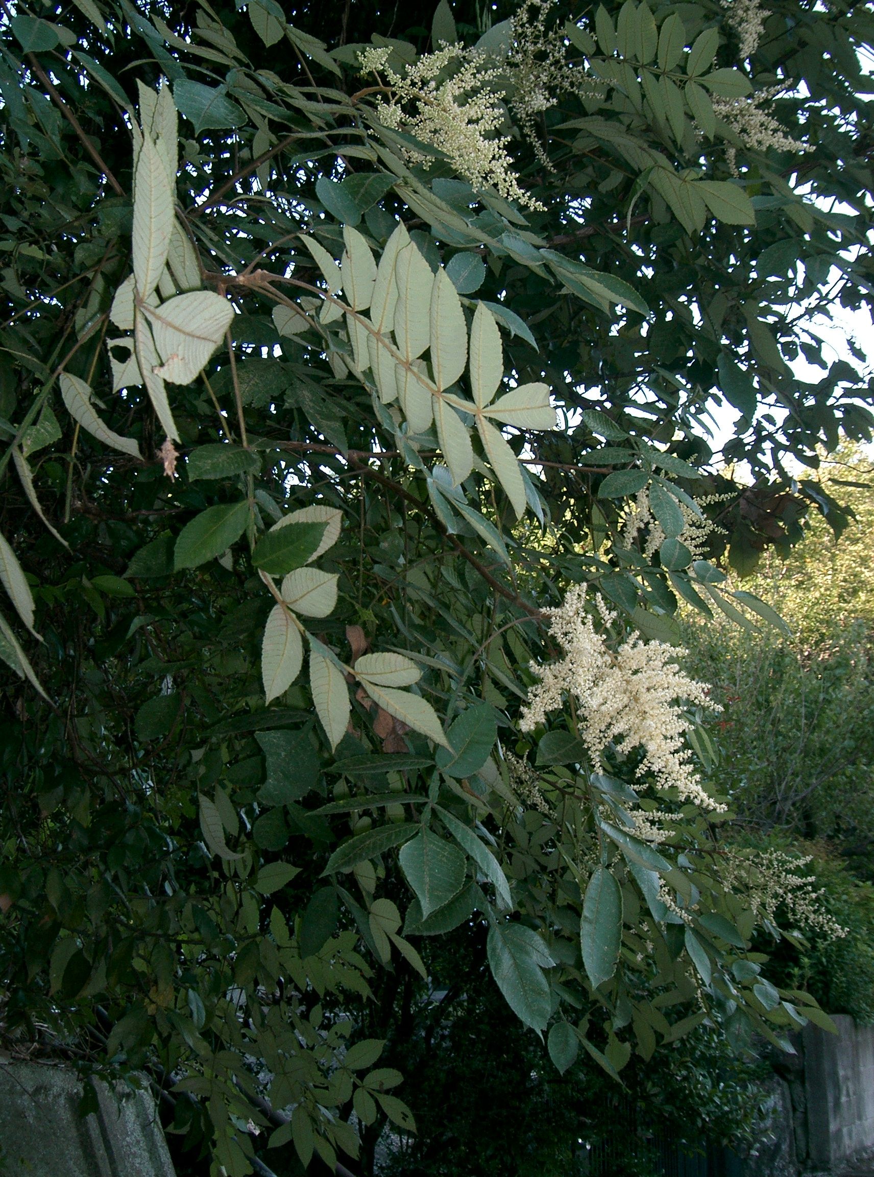 Chinese Sumac (Rhus chinensis) plant
