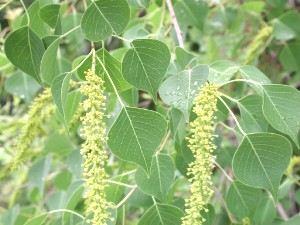 Chinese Tallow (Triadica sebifera) plant