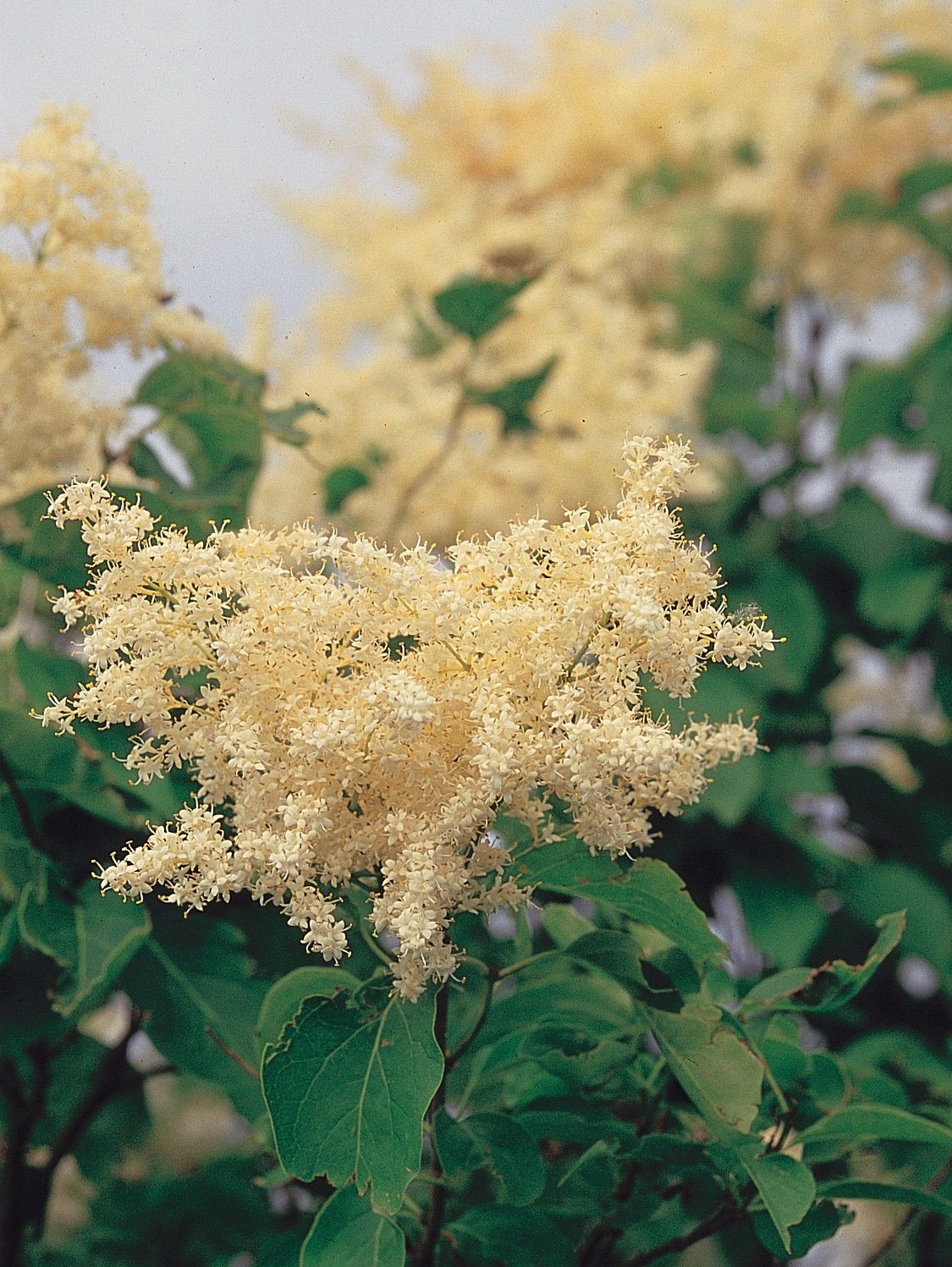Chinese Tree Lilac (Syringa reticulata subsp. pekinensis) plant