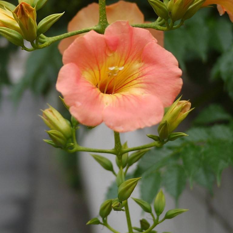 Chinese trumpet creeper (Campsis grandiflora) plant — close-up photo