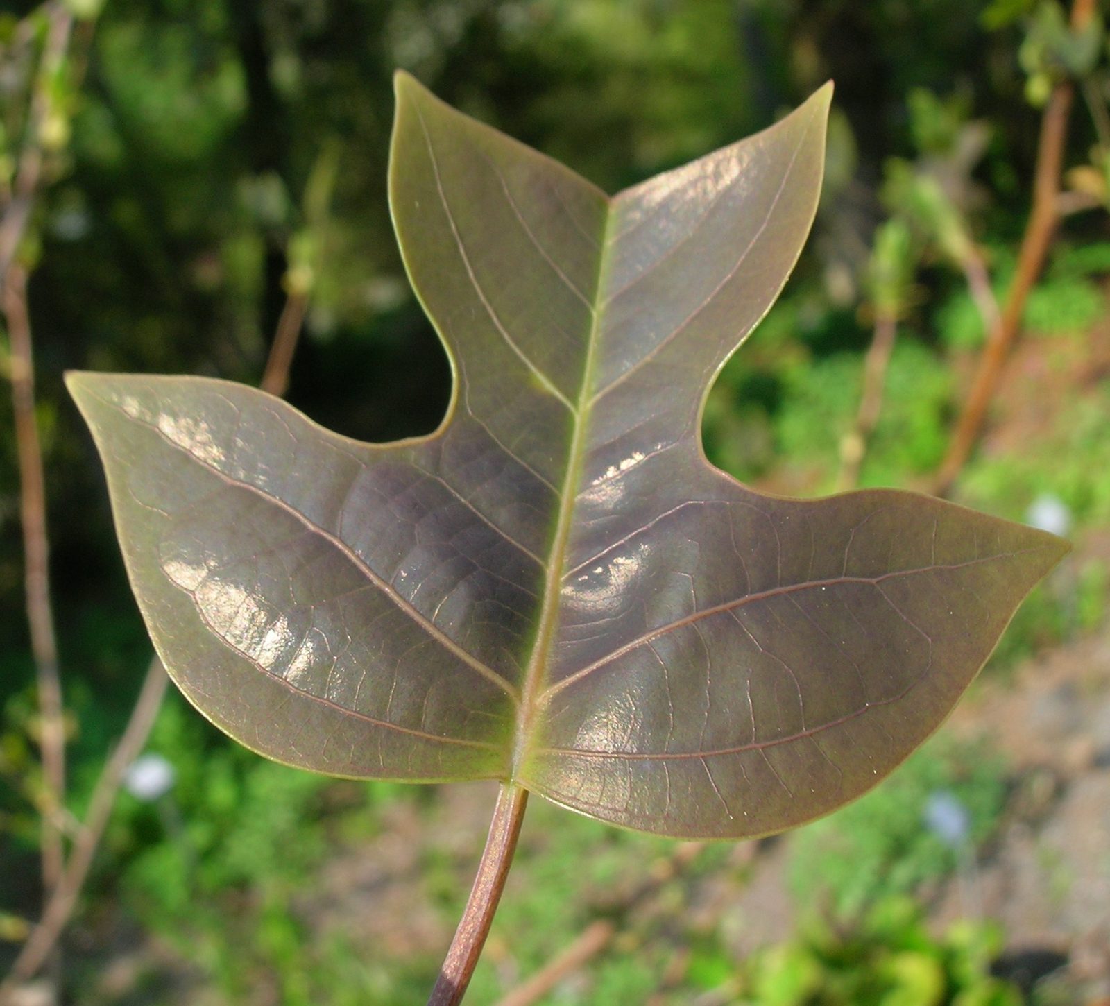 Chinese Tulip Tree (Liriodendron chinense) plant