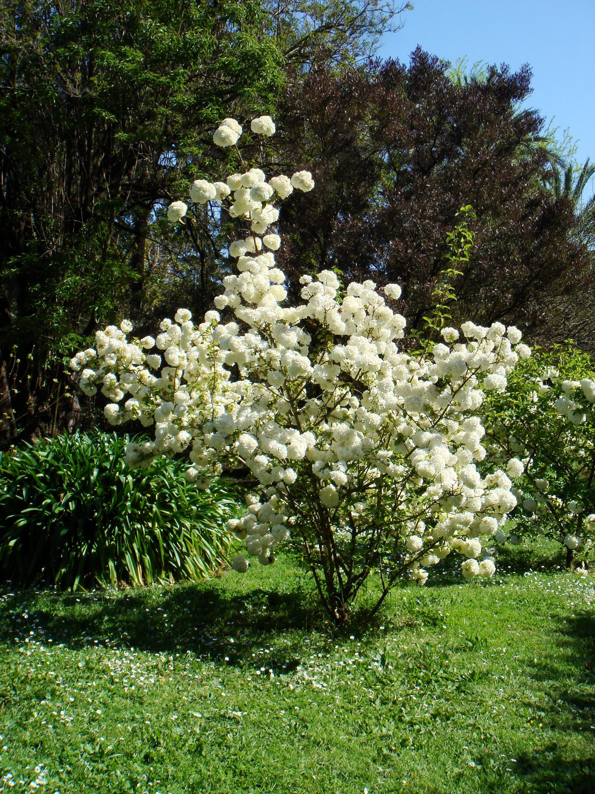 Chinese Viburnum (Viburnum macrocephalum) plant