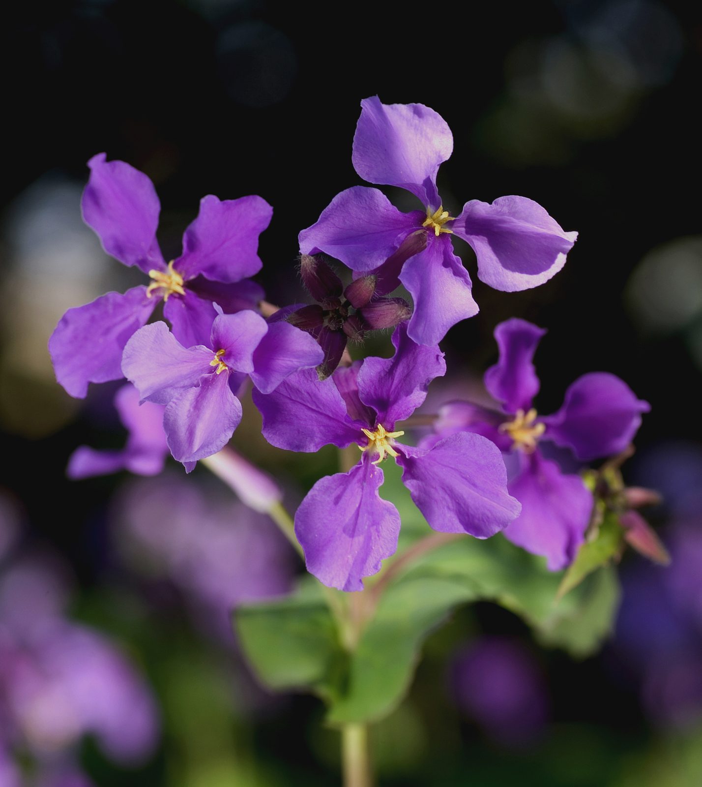 Chinese Violet Cress (Orychophragmus violaceus) plant