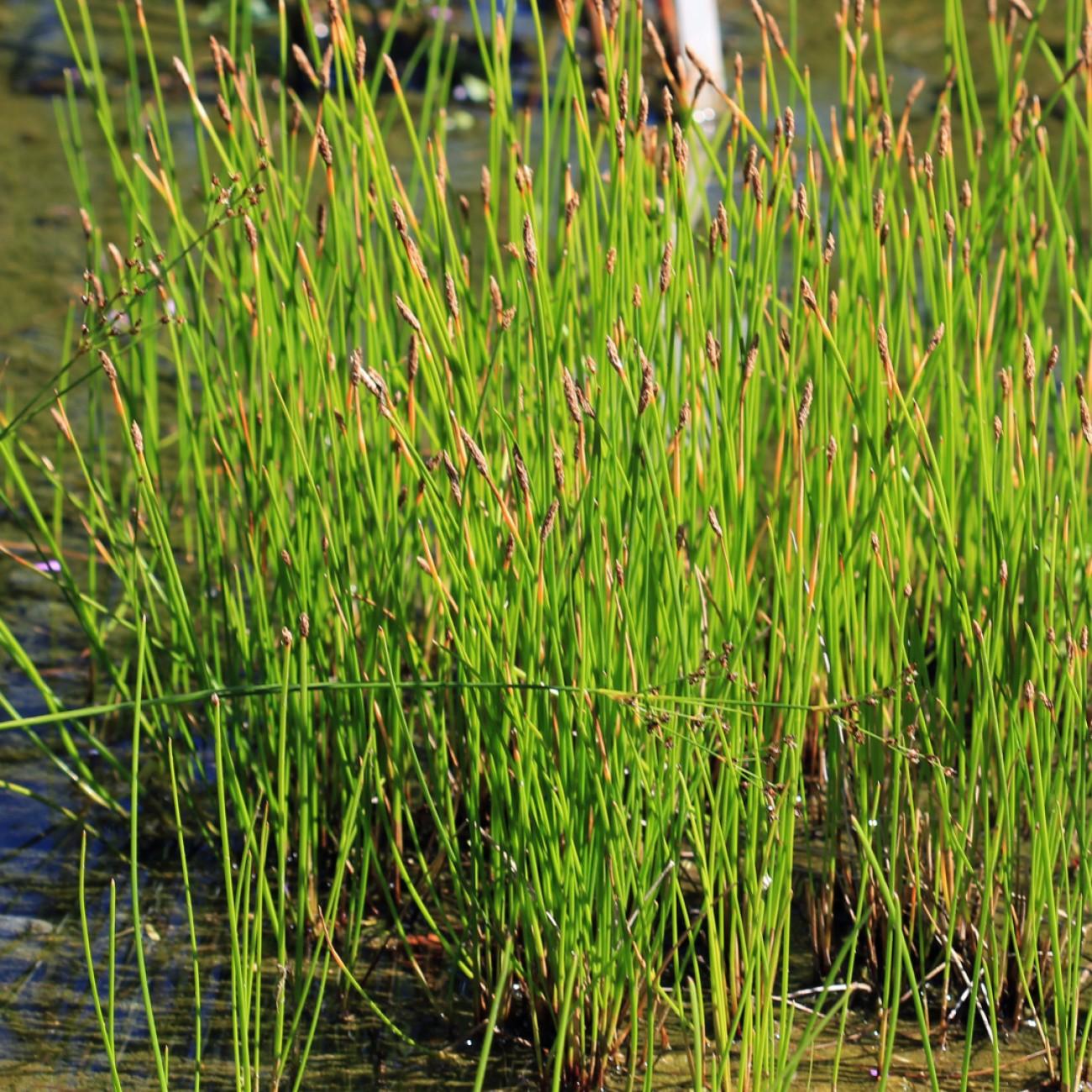 Chinese water chestnut (Eleocharis dulcis) plant — close-up photo