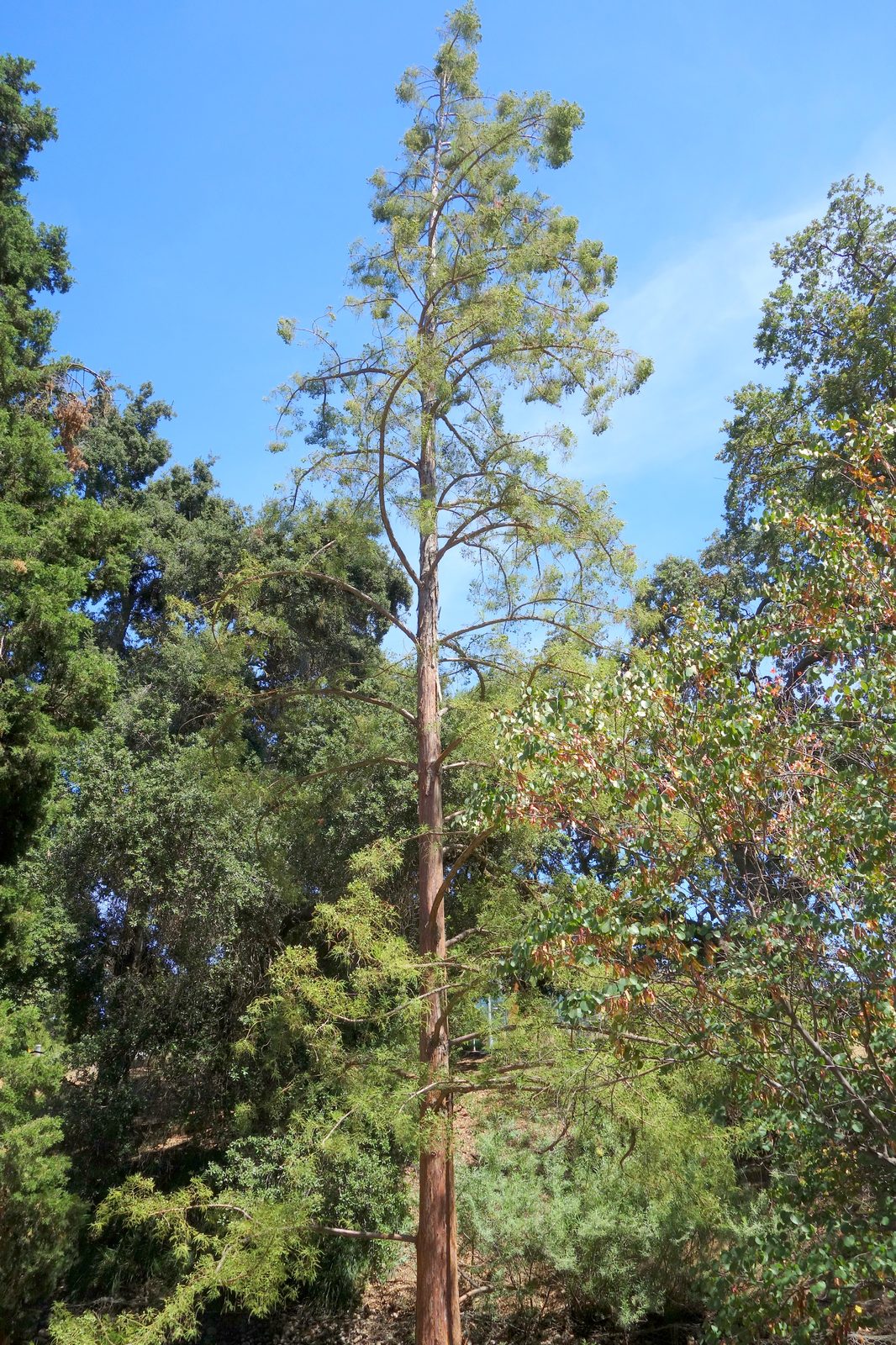 Chinese Water Pine (Glyptostrobus pensilis) plant