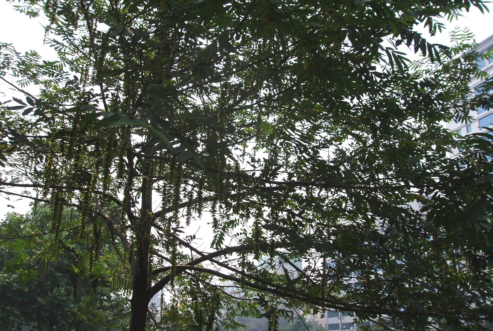 Chinese Wingnut (Pterocarya stenoptera) plant