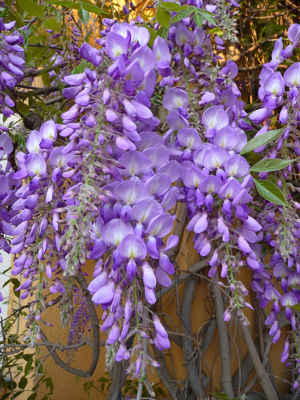 Chinese Wisteria (Wisteria sinensis) plant