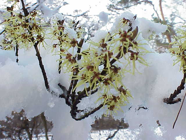 Chinese Witch Hazel (Hamamelis mollis) plant