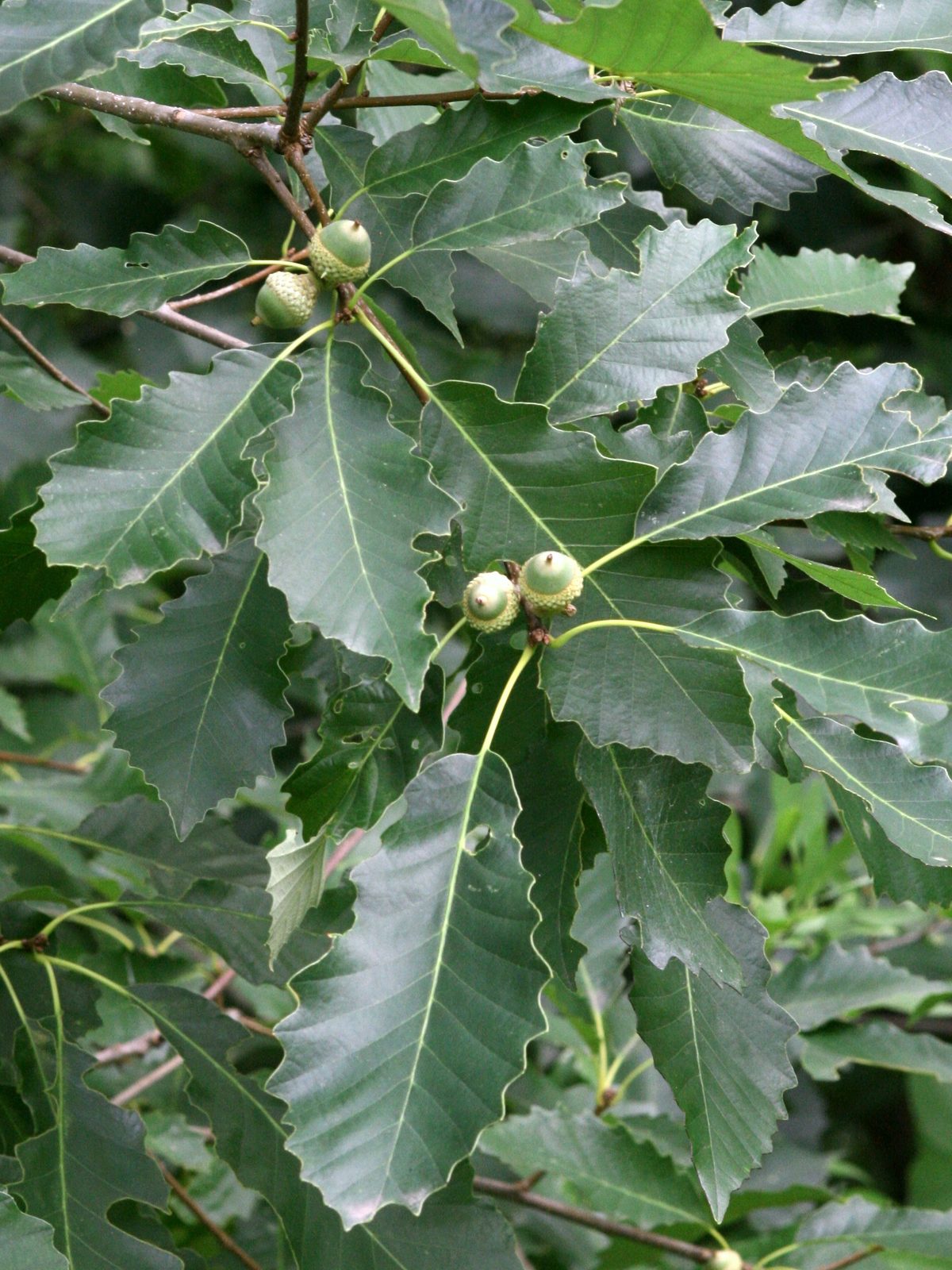 Chinkapin Oak (Quercus muehlenbergii) plant