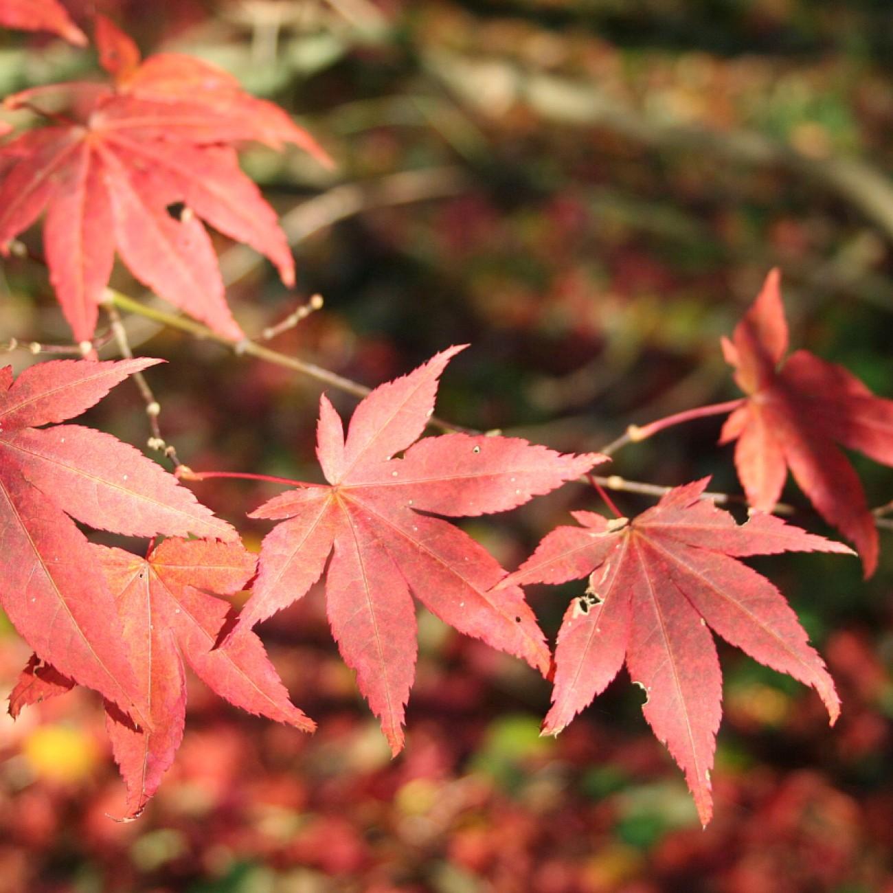 Chishio Japanese Maple (Acer palmatum 'Chishio') plant — close-up photo