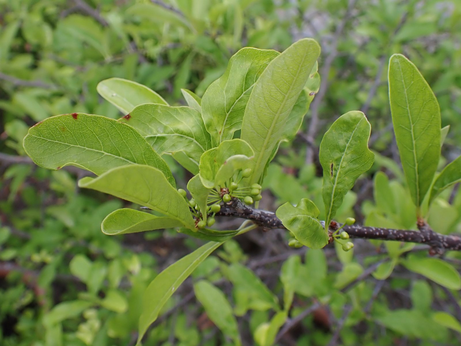 Chittamwood (Sideroxylon lanuginosum) plant
